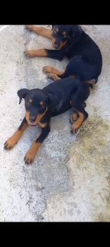 Rottweiler en santo domingo este