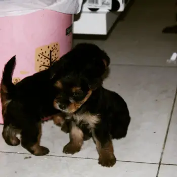 YORKIE TERRIER 100 PUROS - HERMOSOS