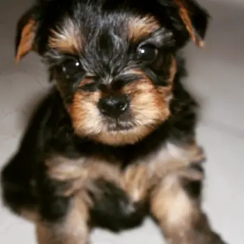 Yorkie terrier 100 puros - hermosos