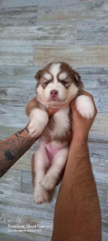 Huskys siberianos wooly en santo domingo oeste