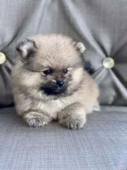 Pomerania cara de oso hembra