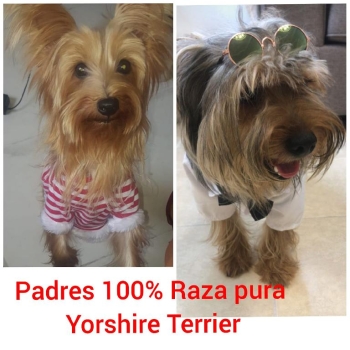 Yorkshire terrier 100 de raza pura