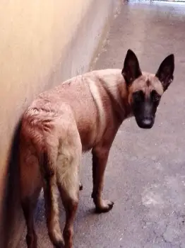 Cachorros de pastor belga malinois y pastor belga groenendae