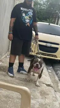 Preciosa cachorra pitbully en maría trinidad sánchez