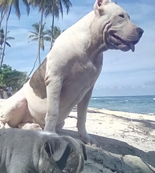 Preciosa cachorra bully pitbull  en maría trinidad sánchez