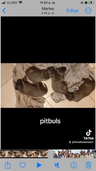 Cachorros de pitbuls