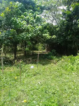 Finca frutal y coquera en la circunvalacion santo domingo norte en el