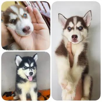 Husky hembra y macho