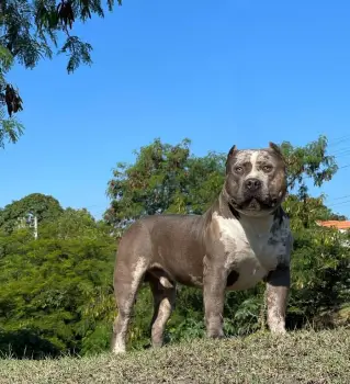 Cachorros american bully xl disponibles