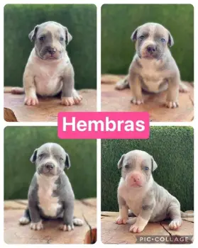 Cachorros american bully xl disponibles