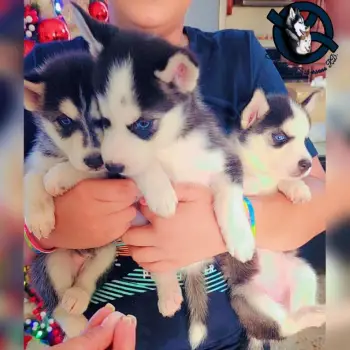 Husky siberiano