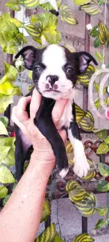 Boston terrier ambos sexo disponible