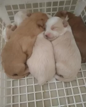 Cachorros poodle con yorkie