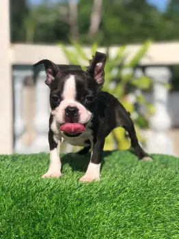 Boston terrier h