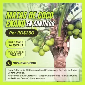 Matas de coco enano en santiago