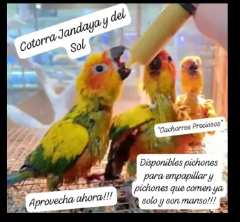 Aves de todas las razas papillera joven y ya reproductora.