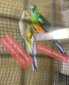 Aves de todas las razas papillera joven y ya reproductora.