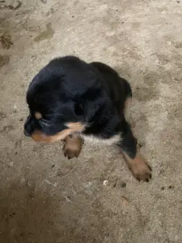 Cachorro rottweiler en san cristóbal