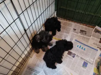 Cachorros mini schnauzer