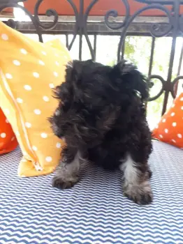 Cachorros mini schnauzer