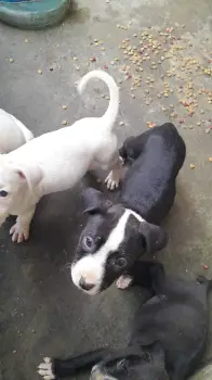 Pitbulls cachorros  en duarte