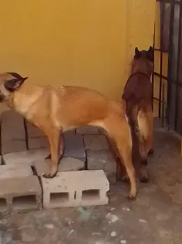 Pastor belga malinois pareja