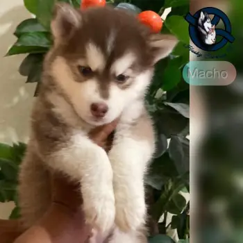 Husky siberiano macho