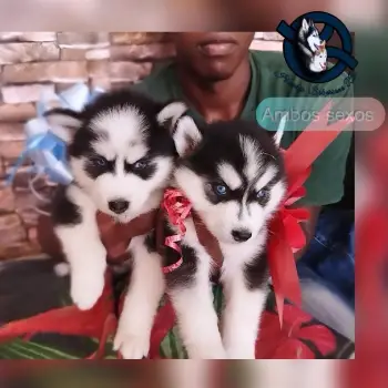 Husky siberiano