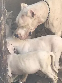 Dogo argentino