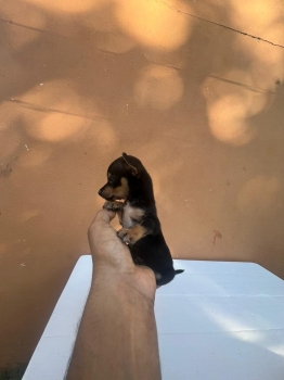 Chihuahua 0 hembra