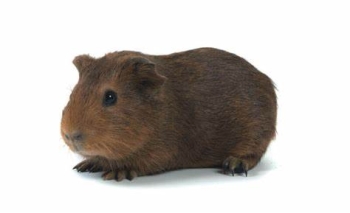 Conejillo de india cobaya cuy precios por par