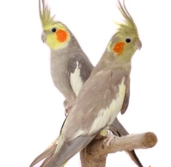 Cacatúas ancestrales precios por pares