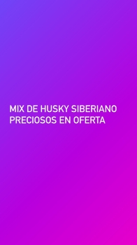 Mix husky siberiano