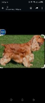 Cocker spaniel