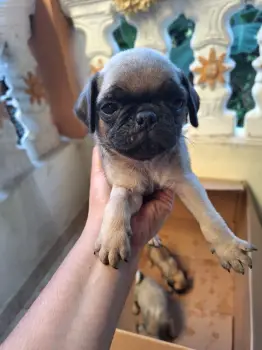 Pug