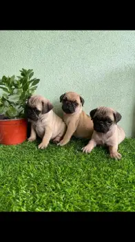 Cachorro pug