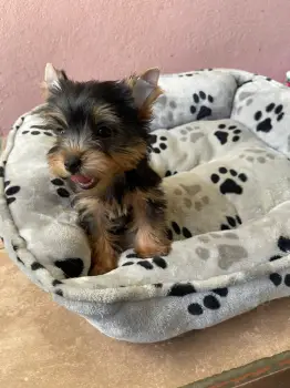 Cachorro yorkie