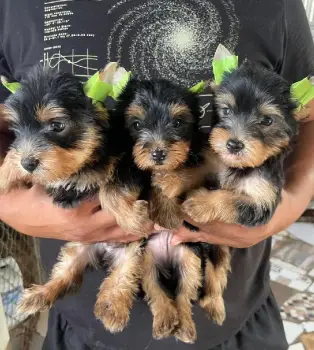 Cachorros yorkie