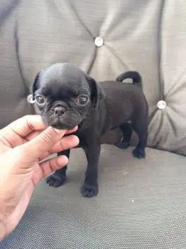 Pug