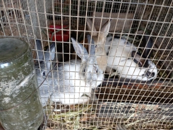 Venta de conejos  en santo domingo este