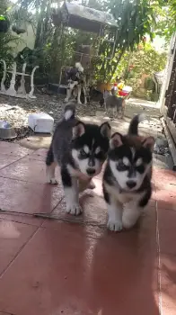 Cachorros husky siberiano 2 hembras y 4 machos ubicados en la vega