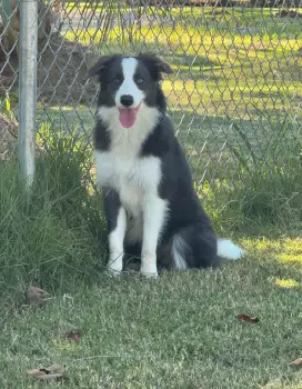 Vendo border collie hembra