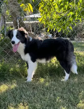 Vendo border collie hembra