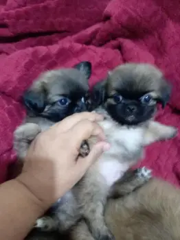 Pekines hermosos