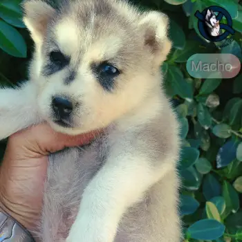 Husky siberiano macho