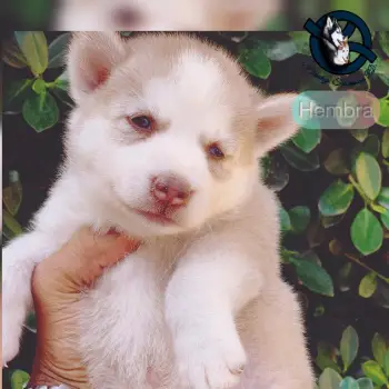 Husky siberiano hembra