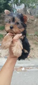 Yorkshire terrier mini macho