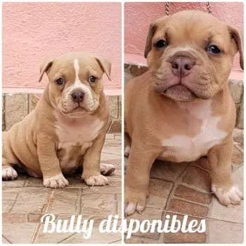 American bully