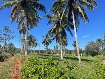 Vendo 70000 m2  con título en las galeras samaná