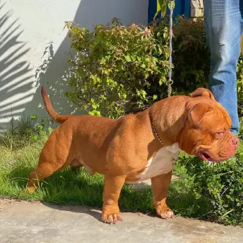 American bully macho